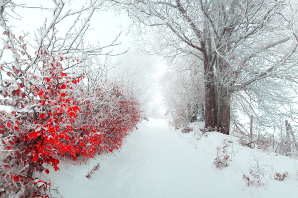 Árboles con hojas rojas en un paisaje nevado