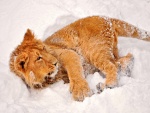 Un joven león jugando en la nieve