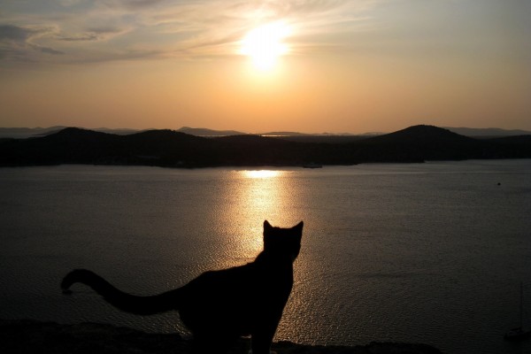 Un gato observando el amanecer