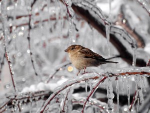 Postal: Pájaro sobre la rama helada de un árbol