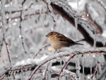 Pájaro sobre la rama helada de un árbol