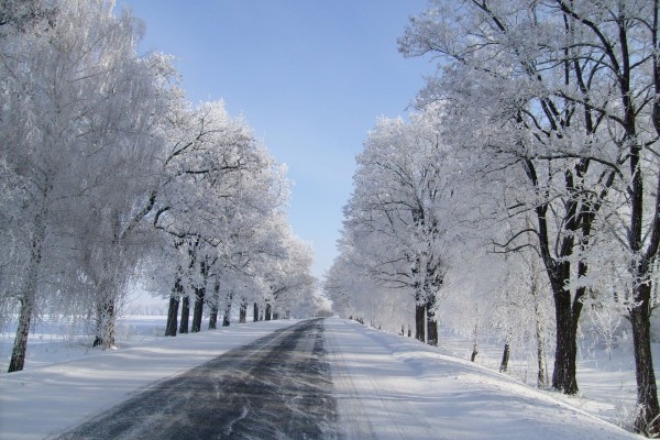 Árboles y carretera cubiertos de nieve