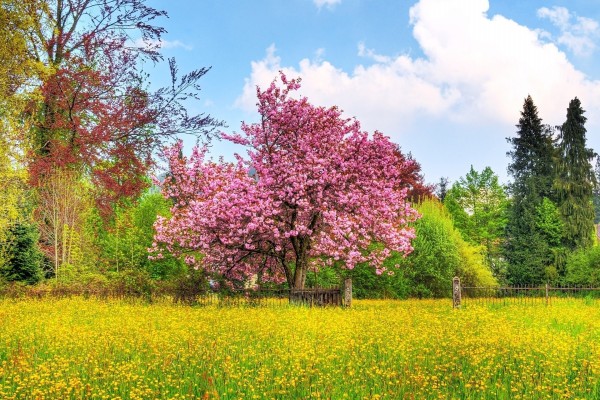 Un hermoso árbol en flor en un prado de flores amarillas