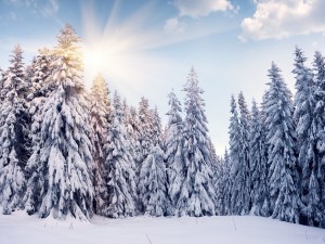 Postal: El sol brillando tras los pinos blancos