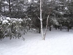Nieve en las ramas de los árboles