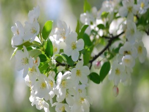 Postal: Ramita con hojas verdes y flores blancas