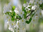 Ramita con hojas verdes y flores blancas