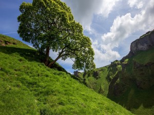 Postal: Árbol solitario en una colina
