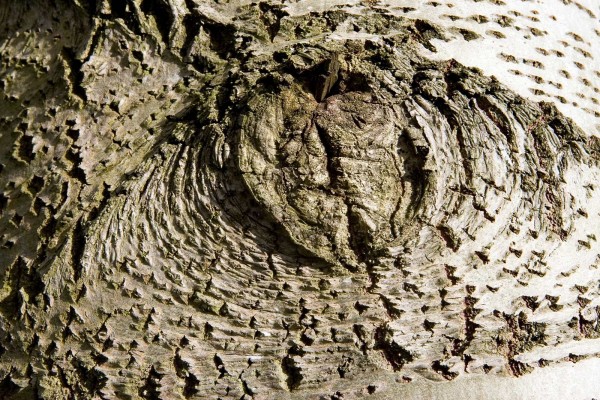 Corteza de un árbol