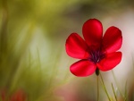 Una sencilla flor silvestre con pétalos rojos