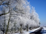 Árboles nevados junto a una carretera