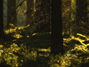 La luz del sol iluminando las plantas de un oscuro bosque