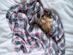 Un gatito duerme sobre una camisa