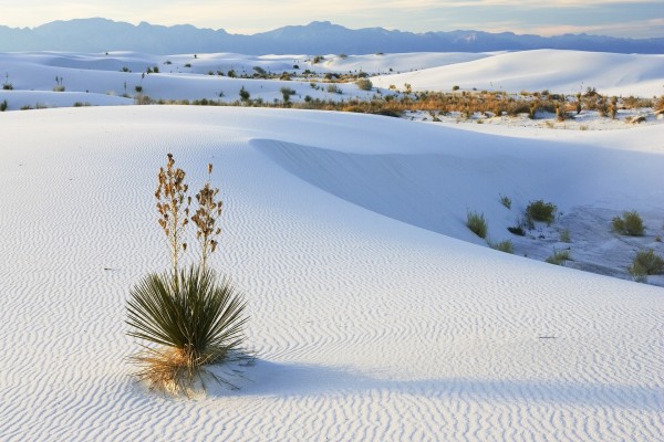 Plantas sobre la fina arena del desierto