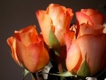 Espléndidas rosas de color naranja