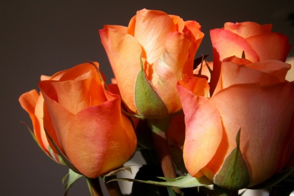 Espléndidas rosas de color naranja