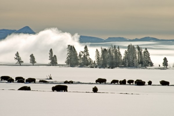Bisontes en un paraje cubierto de nieve