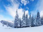 Cielo azul sobre un pinar cubierto de nieve