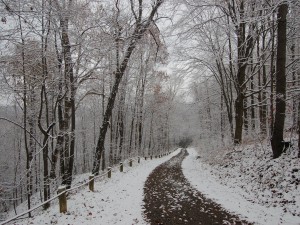 Nieve y árboles junto a una carretera
