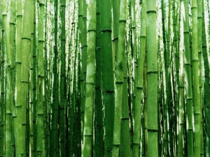 Postal: Bosque de bambú