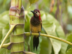 Postal: Pájaro sobre la rama de una planta tropical