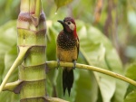 Pájaro sobre la rama de una planta tropical