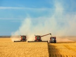 Maquinarias cosechando el trigo maduro