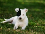 Un perrito blanco con una mancha negra