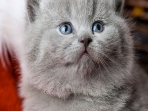 Postal: Hermoso gato gris con ojos azules