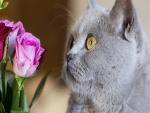 Un gato contemplando unas rosas