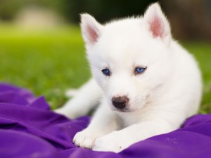 Postal: Un cachorro siberiano blanco con ojos azules