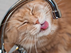 Postal: Gato tomando agua de un grifo