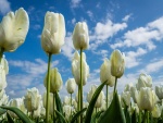 Espléndidos tulipanes blancos en un campo