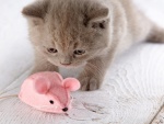 Un gatito observando un ratón de juguete