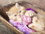 Gato jugando con unos ovillos de lana