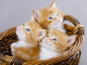 Postal: Trío de gatos en una cesta
