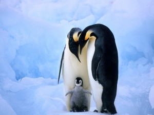 Una amorosa familia de pingüinos