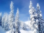 Cielo azul sobre unos pinos cubiertos de nieve