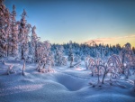 Ramas de plantas y árboles cubiertas de nieve