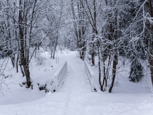 Postal: Pequeño puente de madera cubierto de nieve