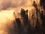 Espesa niebla cubriendo los árboles