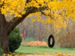 Neumático colgado de un árbol otoñal