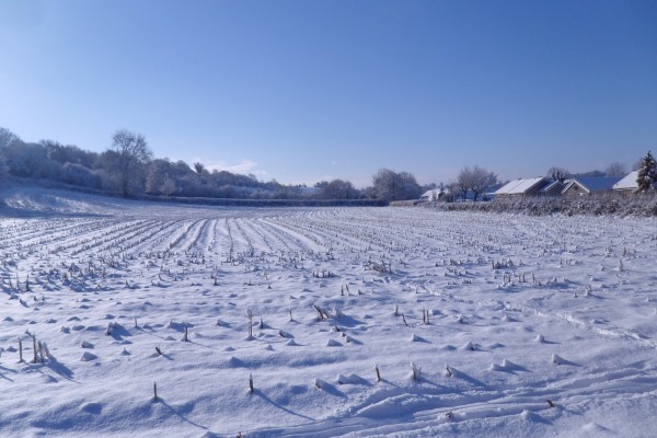 Nieve sobre un campo de cultivo