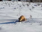 Zorro dormido sobre la nieve
