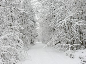 Camino blanco entre árboles