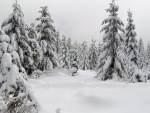 Grandes pinos cubiertos de nieve