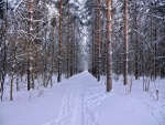 Huellas en un camino cubierto de nieve