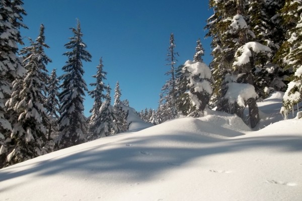 Gran cantidad de nieve acumulada bajo los árboles