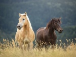 Dos hermosos caballos viviendo en libertad