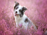 Un tierno perrito sentado entre flores